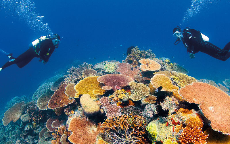 Scuba Dive The Great Barrier Reef