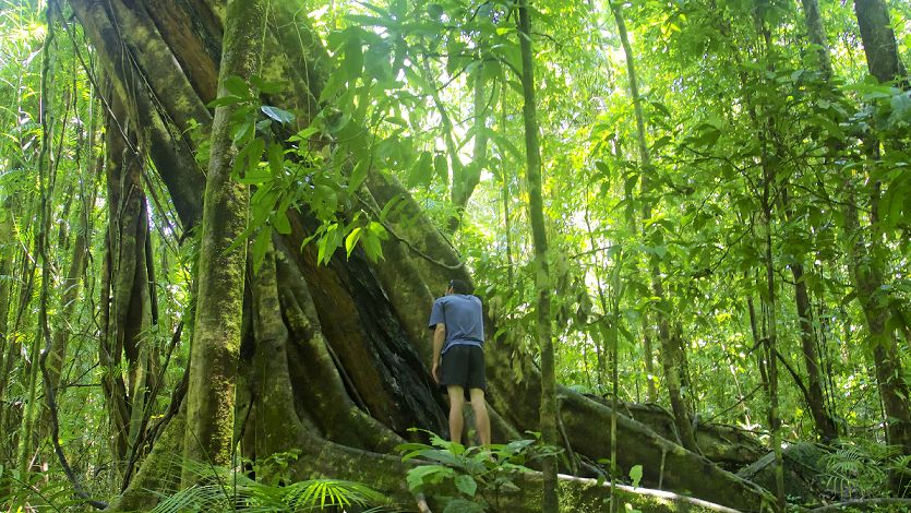 Daintree Rainforest